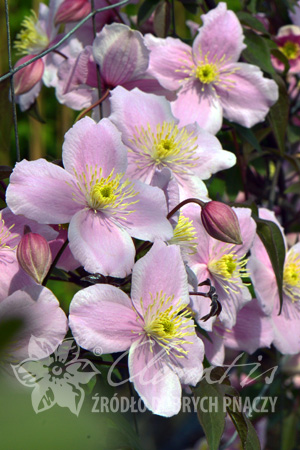 Клематис горный Мейлин